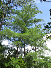 Pinus chiapensis