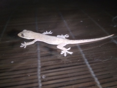 Hemidactylus frenatus