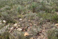 Haworthiopsis fasciata