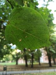 Tilia cordata