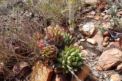 Haworthiopsis fasciata