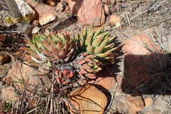 Haworthiopsis fasciata