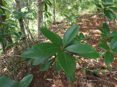 Ternstroemia tepezapote