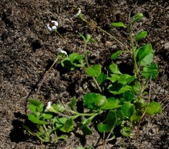 Felicia cymbalariae