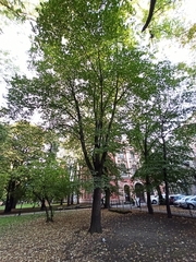 Carpinus betulus