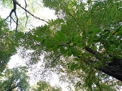 Carpinus betulus