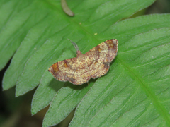 Cyclomia minuta