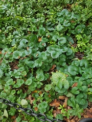 Farfugium japonicum