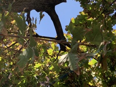 Acer platanoides