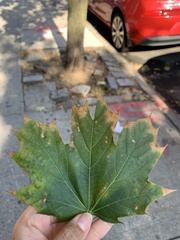 Acer platanoides