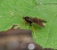 Trogus flavipennis