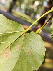 Tilia cordata