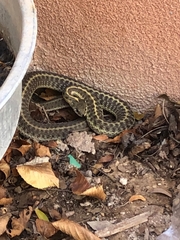 Thamnophis eques megalops