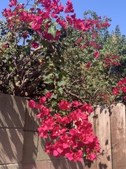 Bougainvillea