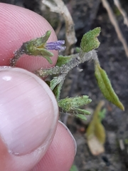Solanum triflorum ponticum