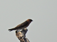 Alopochelidon fucata