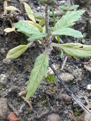 Solanum triflorum ponticum