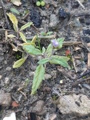 Solanum triflorum ponticum