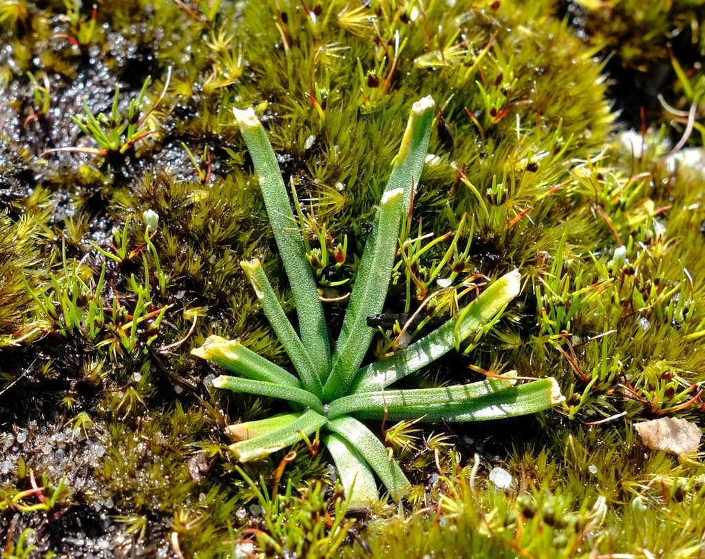 Sedge Squill