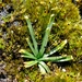 Drimia convallarioides - Photo 由 Nick Helme 所上傳的 (c) Nick Helme，保留部份權利CC BY-SA