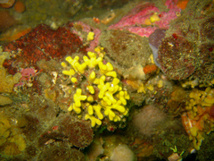 Heteropora pacifica