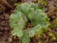 Riccia glauca