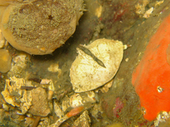 Cryptolithodes typicus