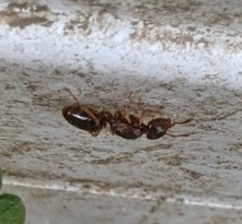 Acanthomyops