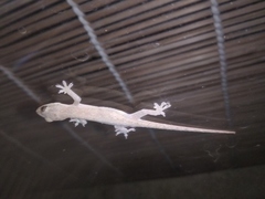 Hemidactylus frenatus