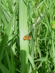 Hesperiinae