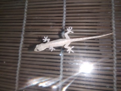 Hemidactylus frenatus