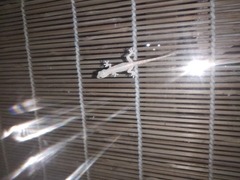 Hemidactylus frenatus