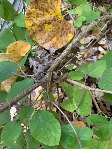 Common walkingstick
