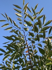 Zelkova serrata