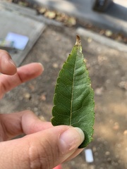 Zelkova serrata