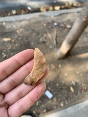 Zelkova serrata