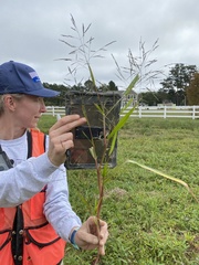 Panicum dichotomiflorum dichotomiflorum