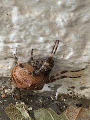 Araneus diadematus