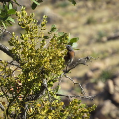 Phoradendron leucarpum tomentosum