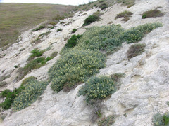 Astragalus miguelensis