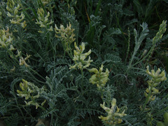 Astragalus miguelensis