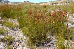 Willdenowia arescens