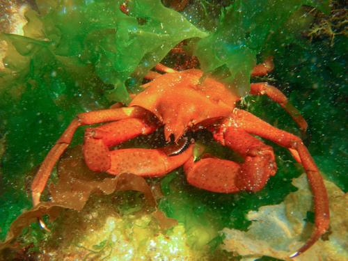 Northern Kelp Crab, photo 3 of 8