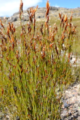 Willdenowia arescens