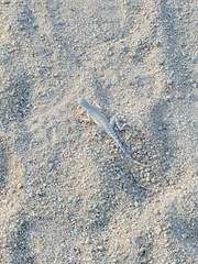 Callisaurus draconoides rhodostictus