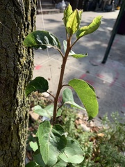 Pyrus calleryana
