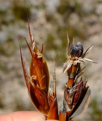 Willdenowia arescens