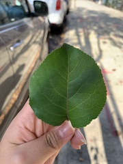 Pyrus calleryana