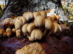 Coprinellus saccharinus