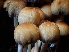 Coprinellus saccharinus
